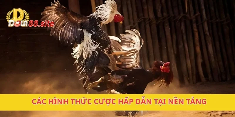Các hình thức cược hấp dẫn tại nền tảng