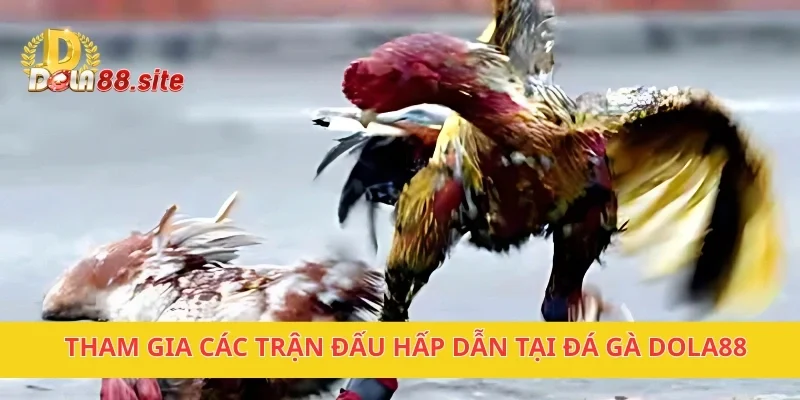 Đá Gà DOLA88 – Trận Đấu Gay Cấn, Hấp Dẫn Cho Người Đam Mê 1 Tham gia các trận đấu hấp dẫn tại đá gà DOLA88