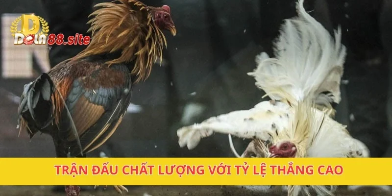 Trận đấu chất lượng với tỷ lệ thắng cao